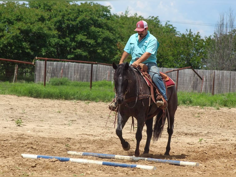 American Quarter Horse Gelding 11 years 14,3 hh Gray in Cottonwood AZ