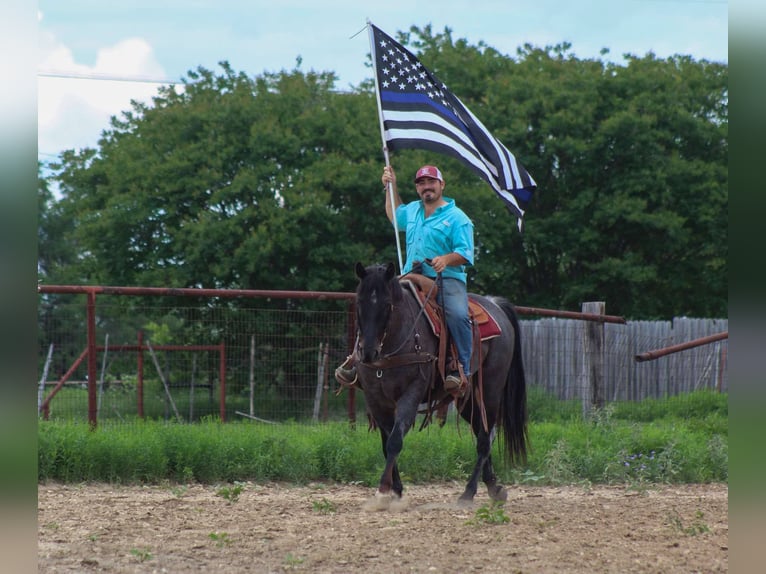 American Quarter Horse Gelding 11 years 14,3 hh Grey in Cottonwood AZ