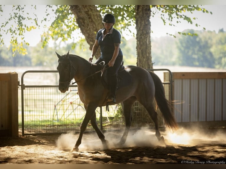 American Quarter Horse Gelding 11 years 14,3 hh Grullo in Auburn