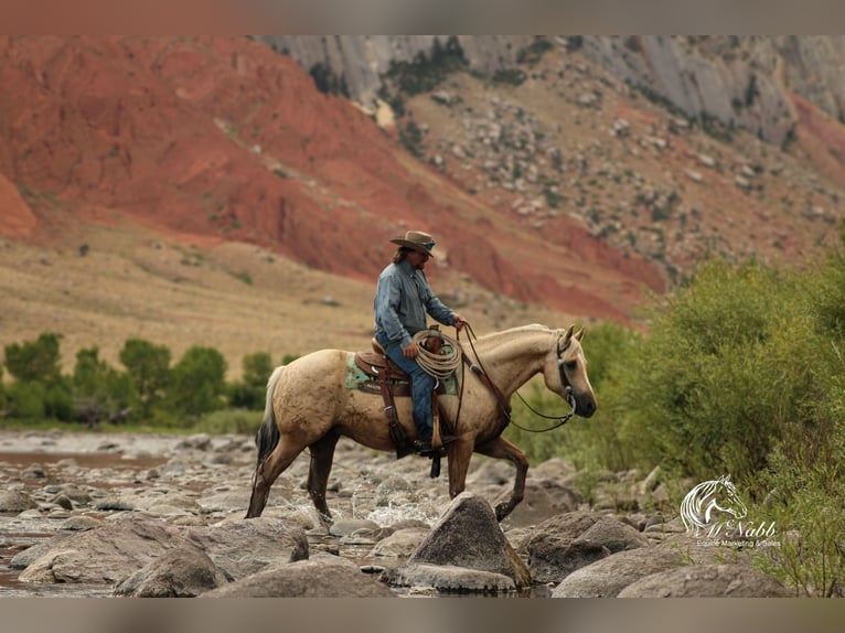 American Quarter Horse Gelding 11 years 14,3 hh Palomino in Cody