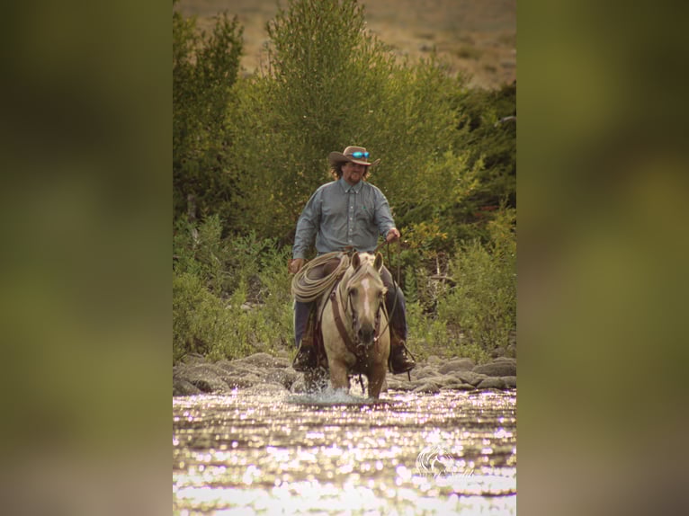 American Quarter Horse Gelding 11 years 14,3 hh Palomino in Cody