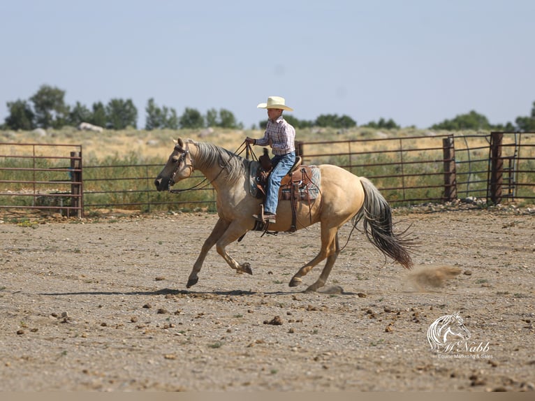 American Quarter Horse Gelding 11 years 14,3 hh Palomino in Cody