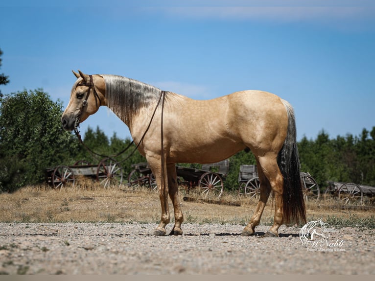 American Quarter Horse Gelding 11 years 14,3 hh Palomino in Cody