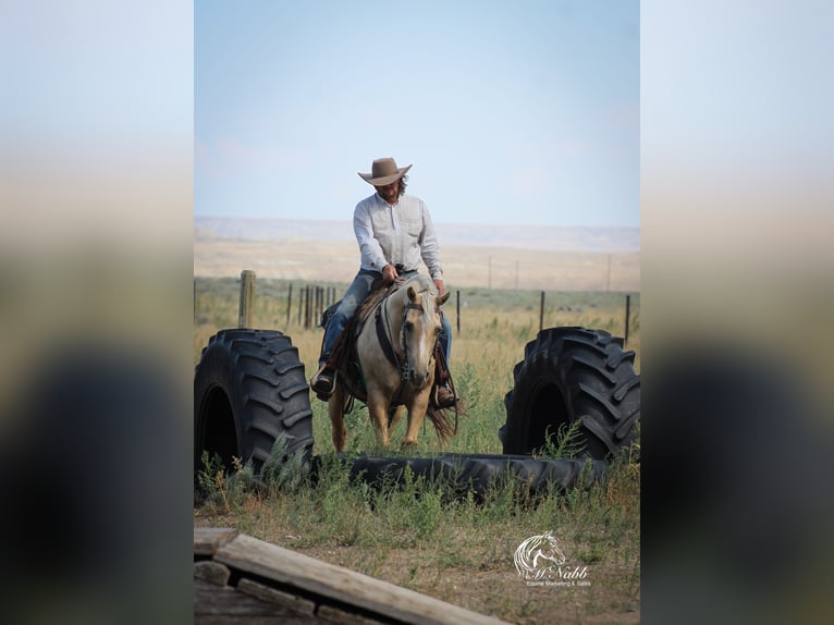 American Quarter Horse Gelding 11 years 14,3 hh Palomino in Cody