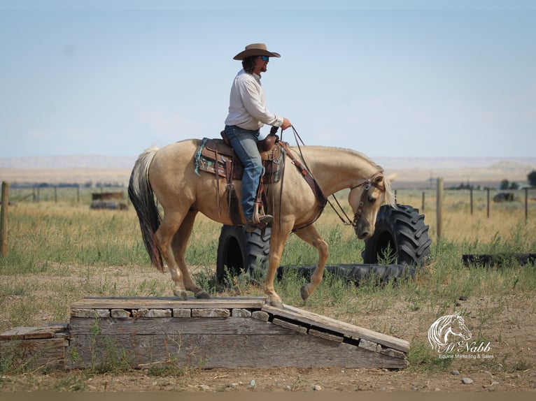 American Quarter Horse Gelding 11 years 14,3 hh Palomino in Cody