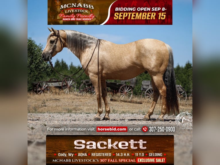 American Quarter Horse Gelding 11 years 14,3 hh Palomino in Cody