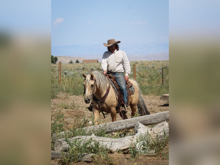 American Quarter Horse Gelding 11 years 14,3 hh Palomino in Cody