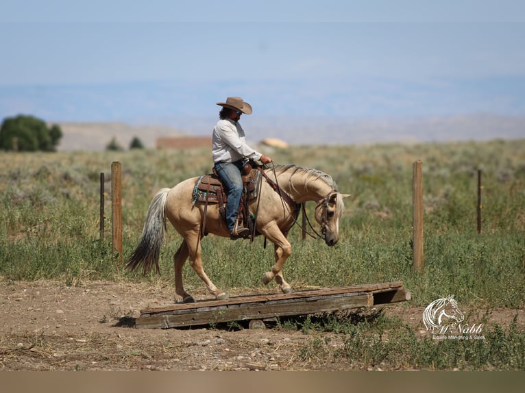 American Quarter Horse Gelding 11 years 14,3 hh Palomino in Cody