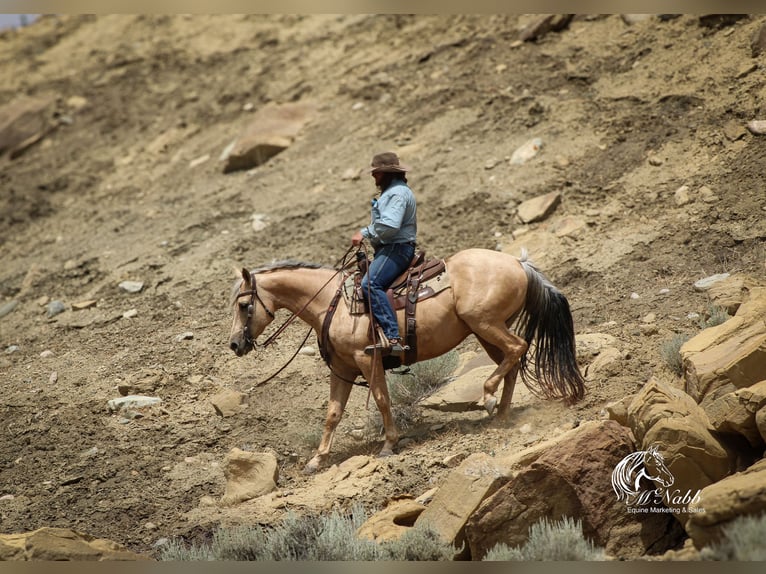 American Quarter Horse Gelding 11 years 14,3 hh Palomino in Cody