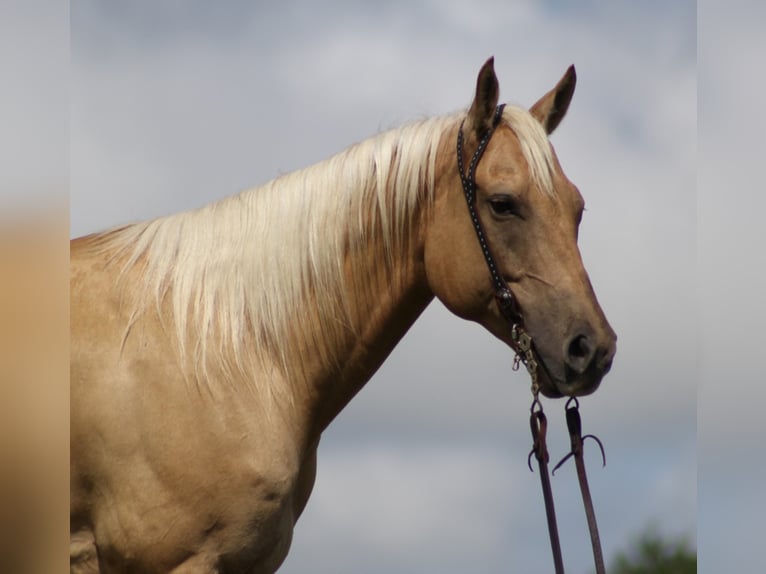 American Quarter Horse Gelding 11 years 14,3 hh Palomino in Brodhead KY