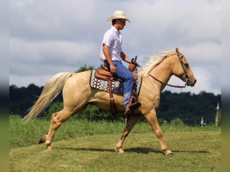 American Quarter Horse Gelding 11 years 14,3 hh Palomino in Brodhead KY