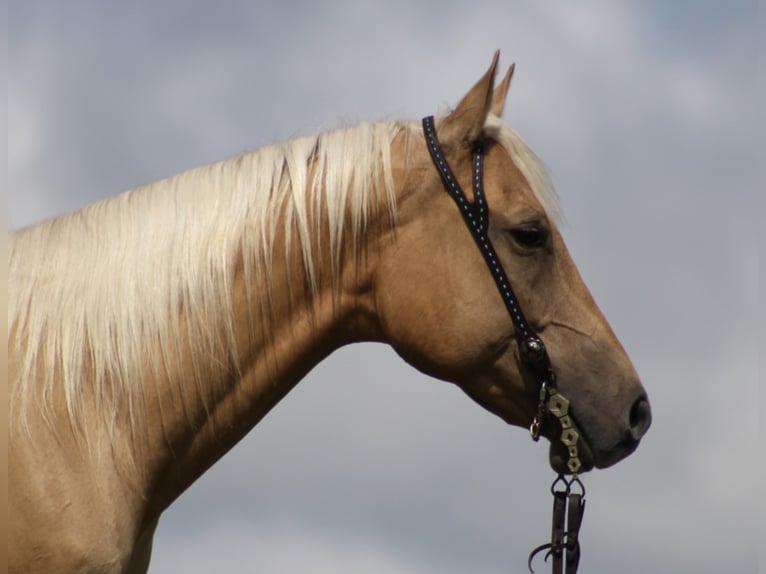 American Quarter Horse Gelding 11 years 14,3 hh Palomino in Brodhead KY