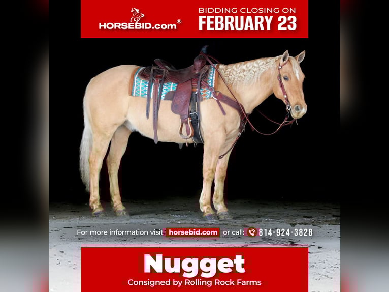 American Quarter Horse Gelding 11 years 14,3 hh Palomino in Clarion