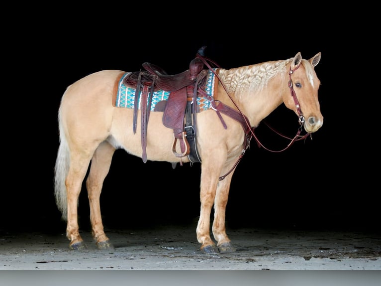 American Quarter Horse Gelding 11 years 14,3 hh Palomino in Clarion