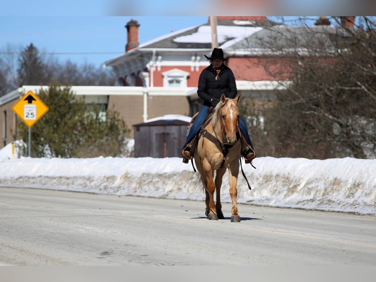 American Quarter Horse Gelding 11 years 14,3 hh Palomino in Clarion