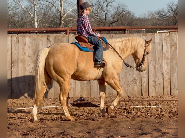 American Quarter Horse Gelding 11 years 14,3 hh Palomino in Weatherford