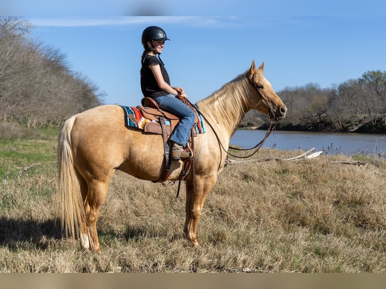 American Quarter Horse Gelding 11 years 14,3 hh Palomino in Weatherford