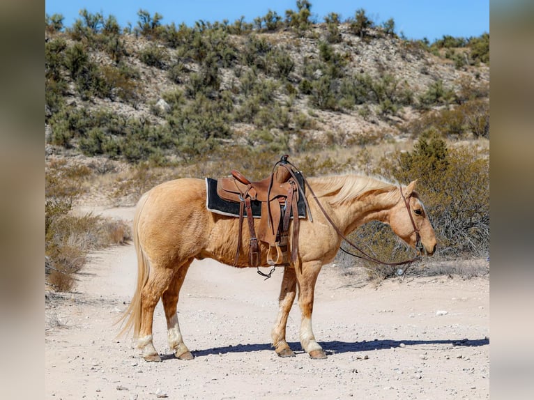 American Quarter Horse Gelding 11 years 14,3 hh Palomino in Camp Verde TX