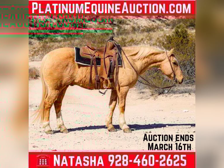 American Quarter Horse Gelding 11 years 14,3 hh Palomino in Camp Verde TX
