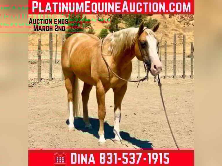 American Quarter Horse Gelding 11 years 14,3 hh Palomino in Paicines CA