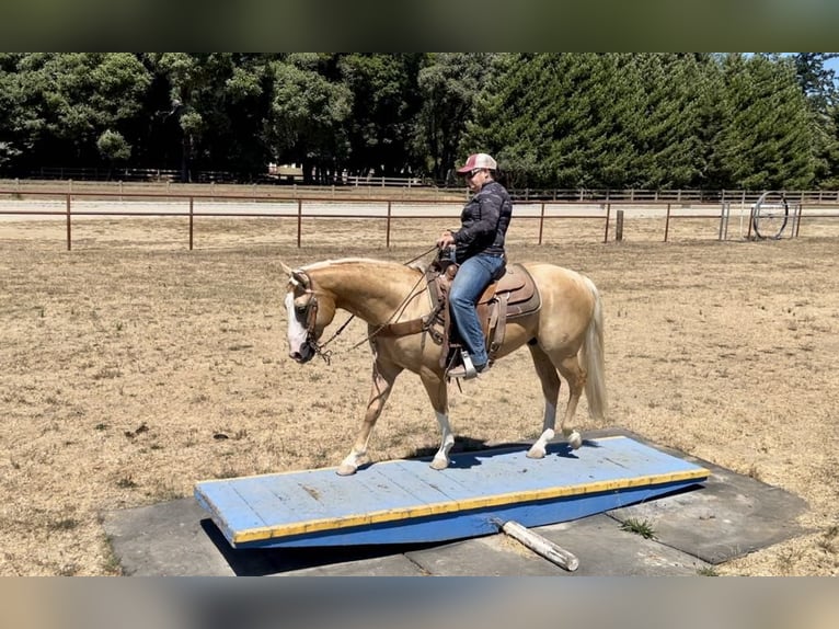 American Quarter Horse Gelding 11 years 14,3 hh Palomino in Paicines CA