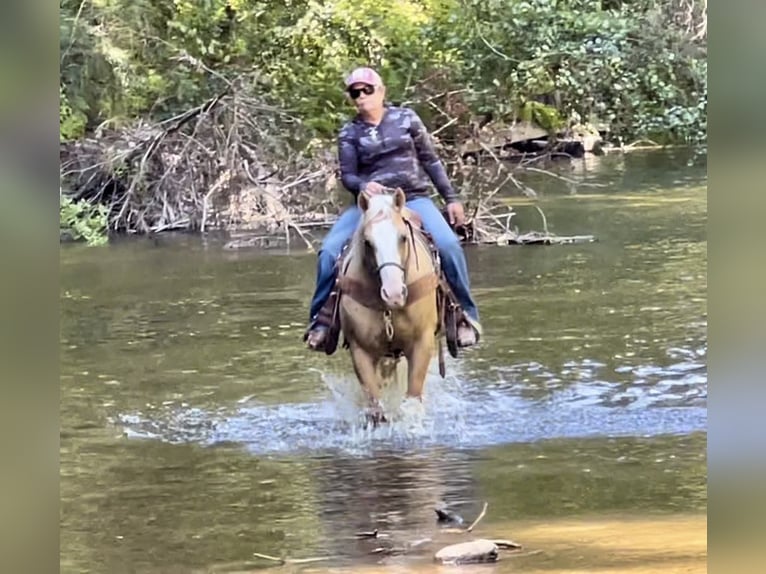 American Quarter Horse Gelding 11 years 14,3 hh Palomino in Paicines CA