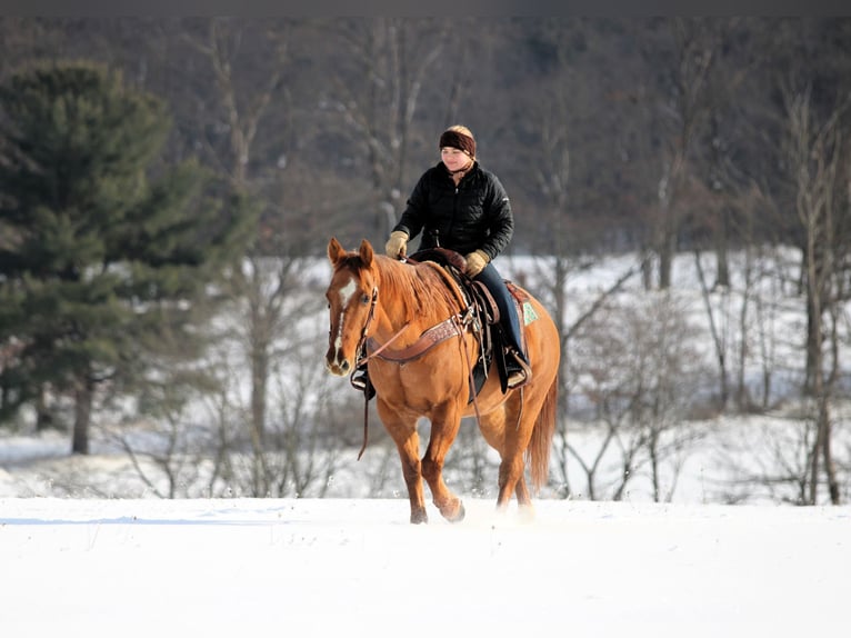 American Quarter Horse Gelding 11 years 14,3 hh Red Dun in Clarion
