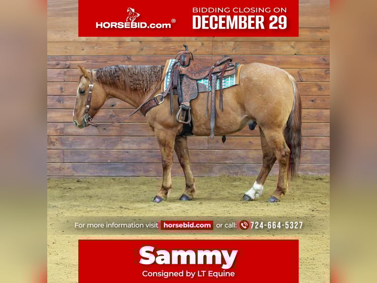 American Quarter Horse Gelding 11 years 14,3 hh Red Dun in Clarion