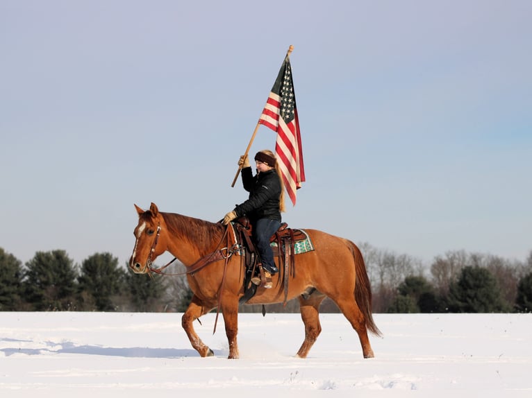 American Quarter Horse Gelding 11 years 14,3 hh Red Dun in Clarion