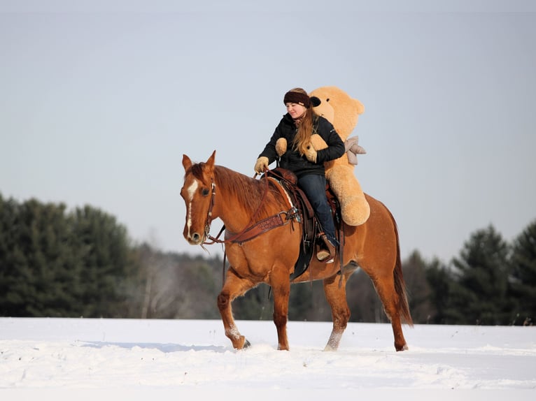 American Quarter Horse Gelding 11 years 14,3 hh Red Dun in Clarion
