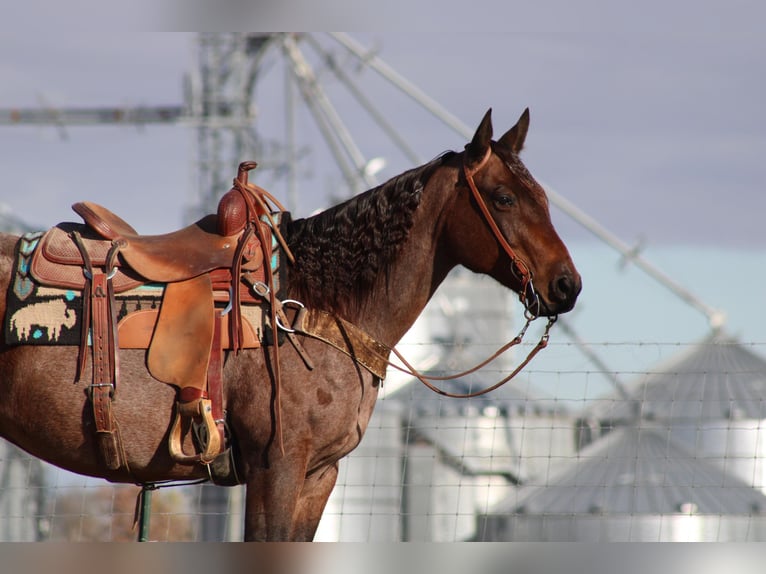 American Quarter Horse Gelding 11 years 14,3 hh Roan-Bay in Sonora KY