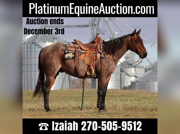 American Quarter Horse Gelding 11 years 14,3 hh Roan-Bay in Sonora KY