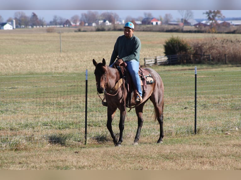 American Quarter Horse Gelding 11 years 14,3 hh Roan-Bay in Sonora KY