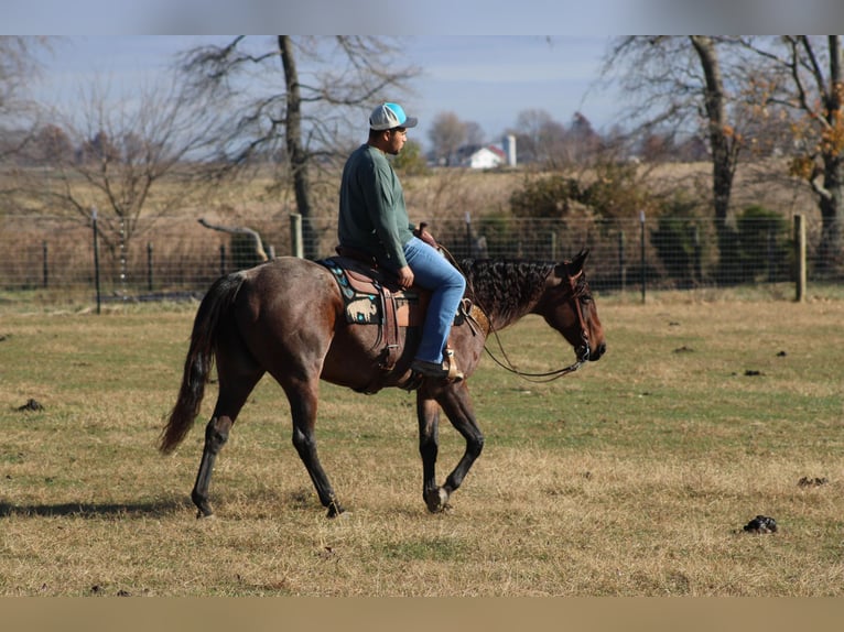 American Quarter Horse Gelding 11 years 14,3 hh Roan-Bay in Sonora KY