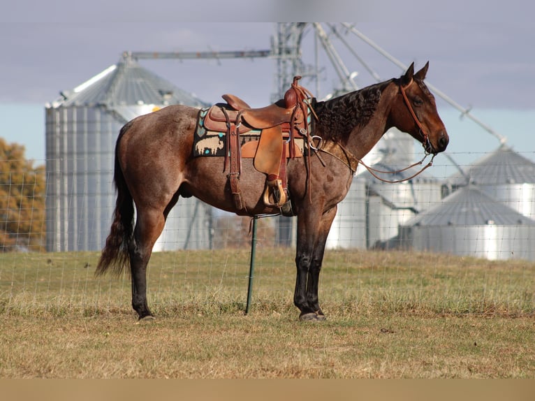 American Quarter Horse Gelding 11 years 14,3 hh Roan-Bay in Sonora KY