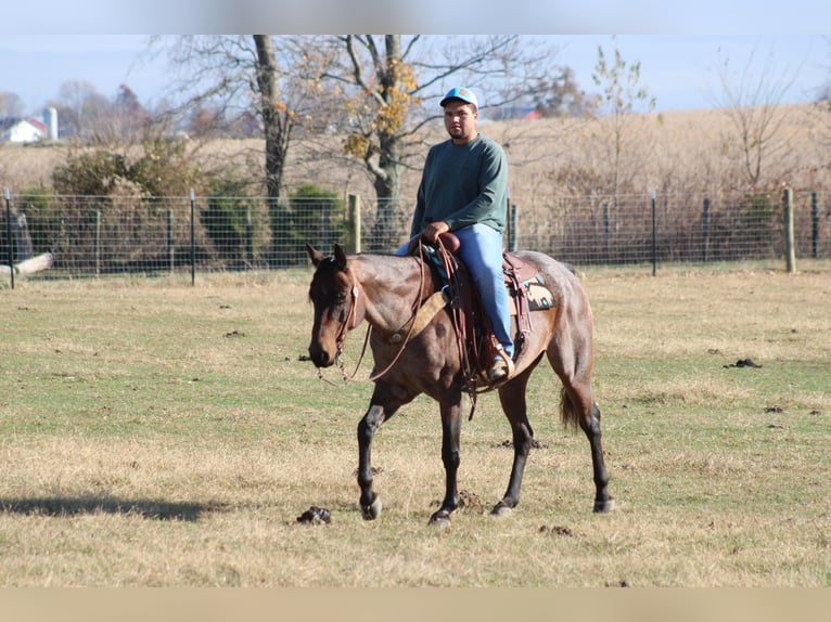 American Quarter Horse Gelding 11 years 14,3 hh Roan-Bay in Sonora KY