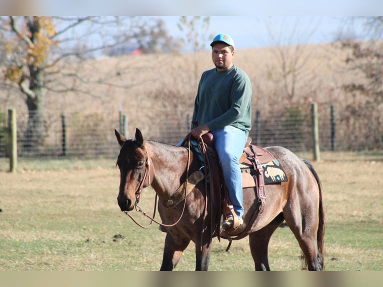 American Quarter Horse Gelding 11 years 14,3 hh Roan-Bay in Sonora KY