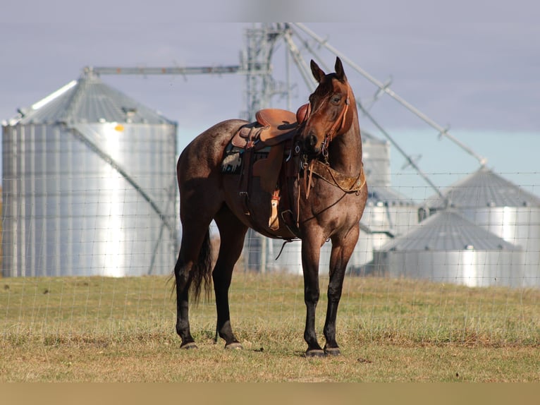 American Quarter Horse Gelding 11 years 14,3 hh Roan-Bay in Sonora KY