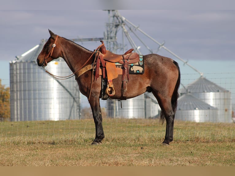 American Quarter Horse Gelding 11 years 14,3 hh Roan-Bay in Sonora KY