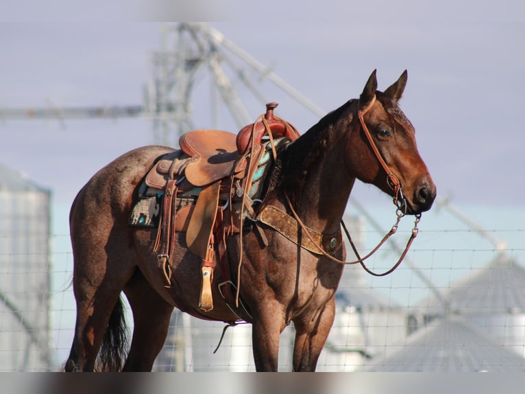 American Quarter Horse Gelding 11 years 14,3 hh Roan-Bay in Sonora KY