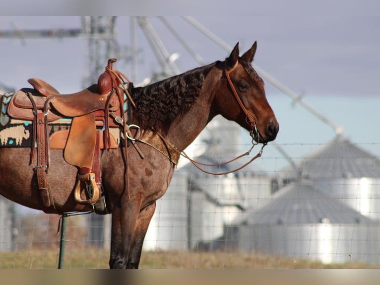 American Quarter Horse Gelding 11 years 14,3 hh Roan-Bay in Sonora KY