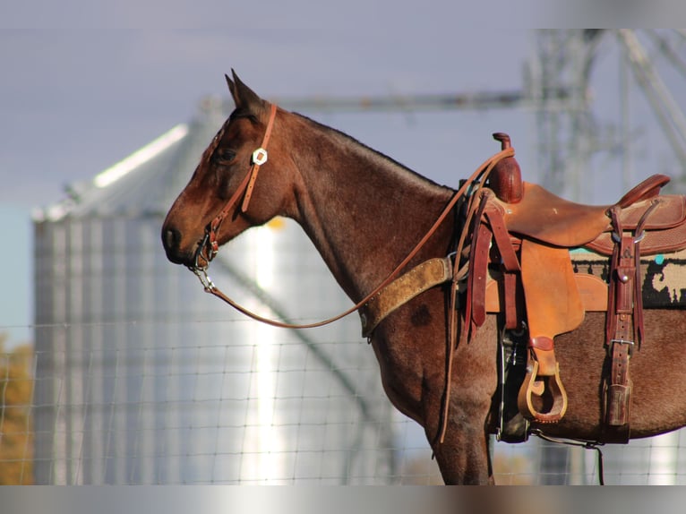 American Quarter Horse Gelding 11 years 14,3 hh Roan-Bay in Sonora KY