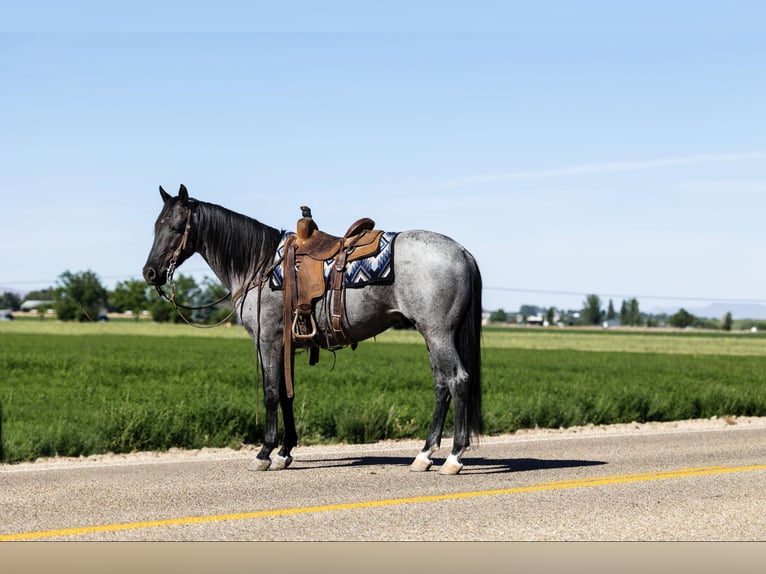 American Quarter Horse Gelding 11 years 14,3 hh Roan-Blue in Caldwell ID