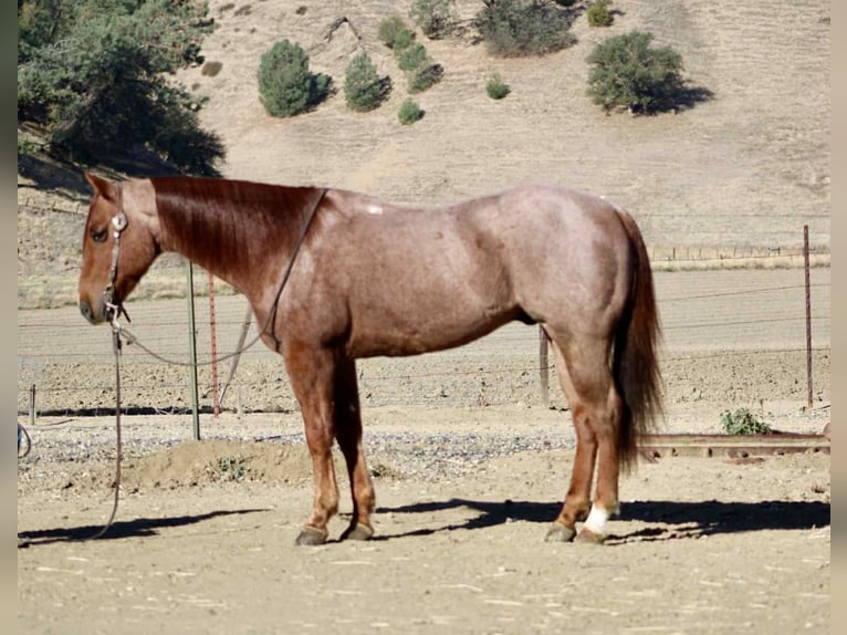 American Quarter Horse Gelding 11 years 14,3 hh Roan-Red in paicines ca