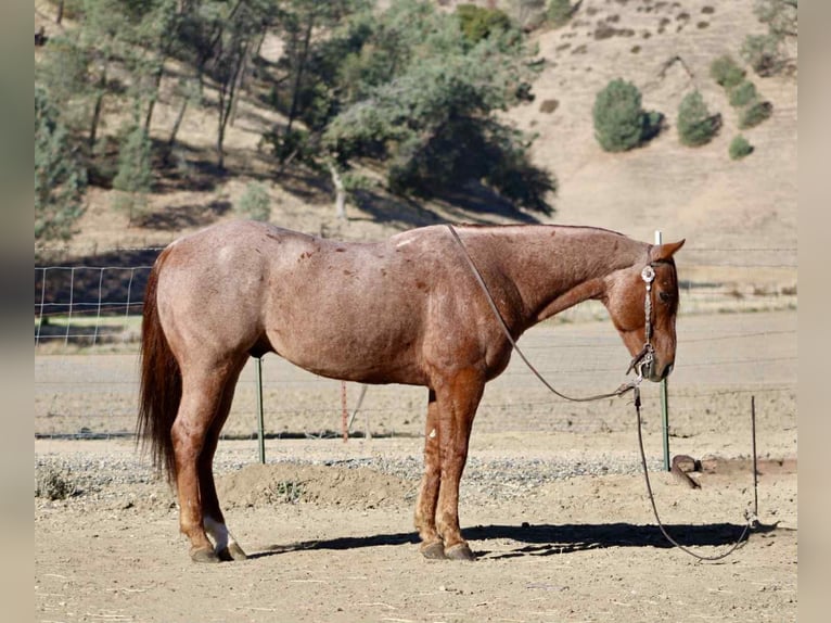 American Quarter Horse Gelding 11 years 14,3 hh Roan-Red in paicines ca