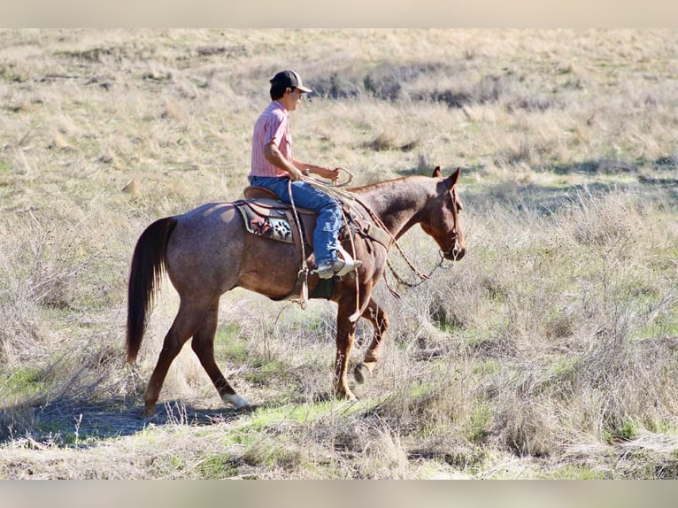 American Quarter Horse Gelding 11 years 14,3 hh Roan-Red in paicines ca
