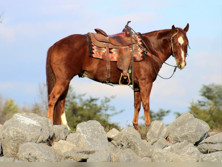American Quarter Horse Gelding 11 years 14,3 hh Sorrel in Rebersburg