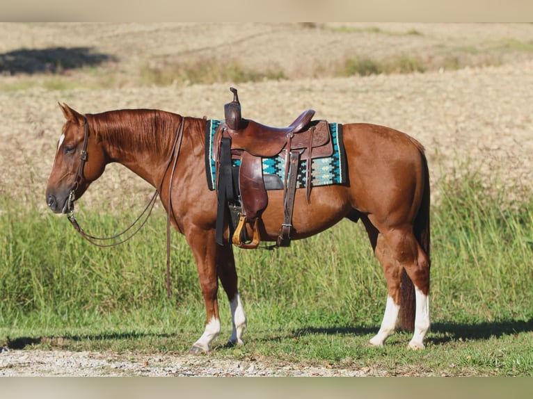 American Quarter Horse Gelding 11 years 14,3 hh Sorrel in Henderson