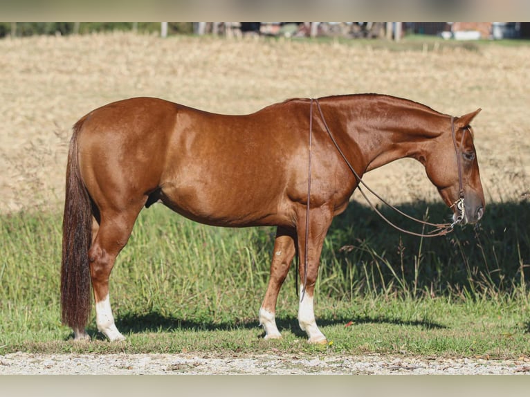 American Quarter Horse Gelding 11 years 14,3 hh Sorrel in Henderson