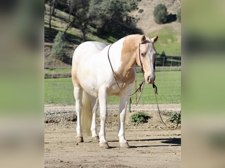 American Quarter Horse Gelding 11 years 14,3 hh Tobiano-all-colors in Paicines CA